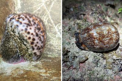 Các nhà khoa học biển của NUS đã nhân giống thành công hai loài ốc biển bản địa có nguy cơ tuyệt chủng