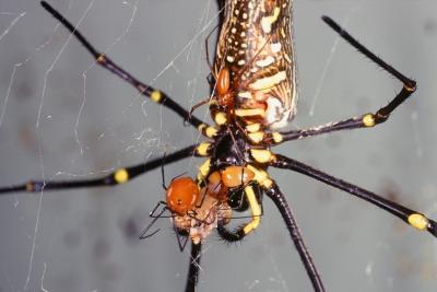Nghiên cứu từ NUS phát hiện ra nhện đự c tối đa hóa thành công giao phối khi có nguy cơ bị bạn tình ăn thịt