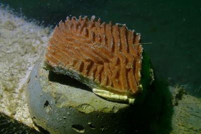 NUS phối hợp với WWF Singapore để tiên phong phục hồi san hô nước sâu
