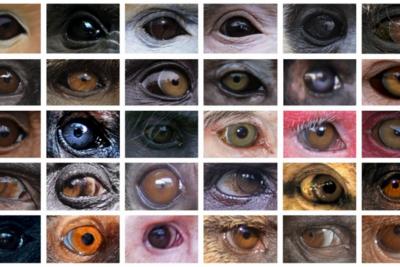 Nghiên cứu tại NUS về màu mắt khác nhau của các loài Linh trưởng