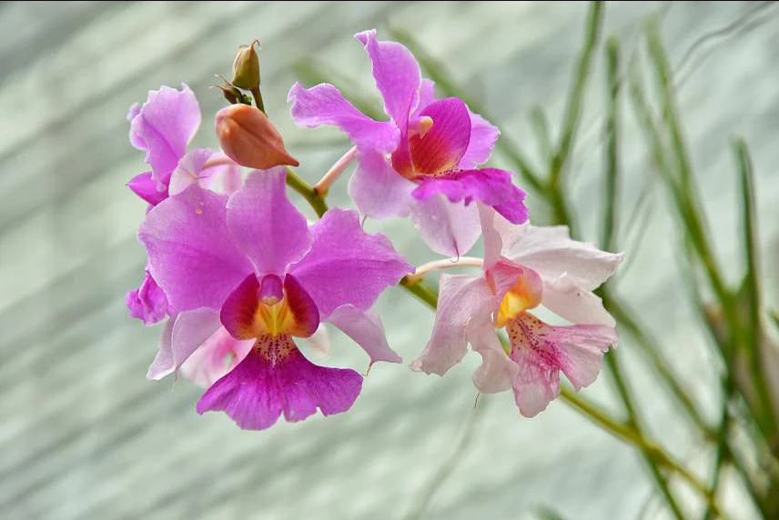 By mapping the DNA of Singapore's national flower - Vanda Miss Joaquim, NUS scientists discovered a compound that can help with slowing skil ageing.